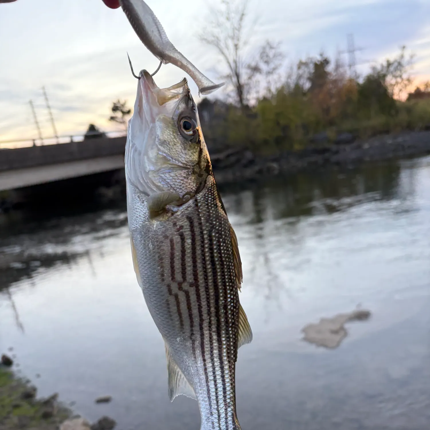 Striped bass caught on Fishbrain