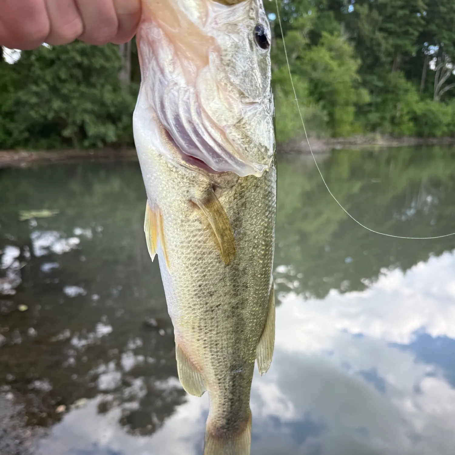 Fish caught on Fishbrain