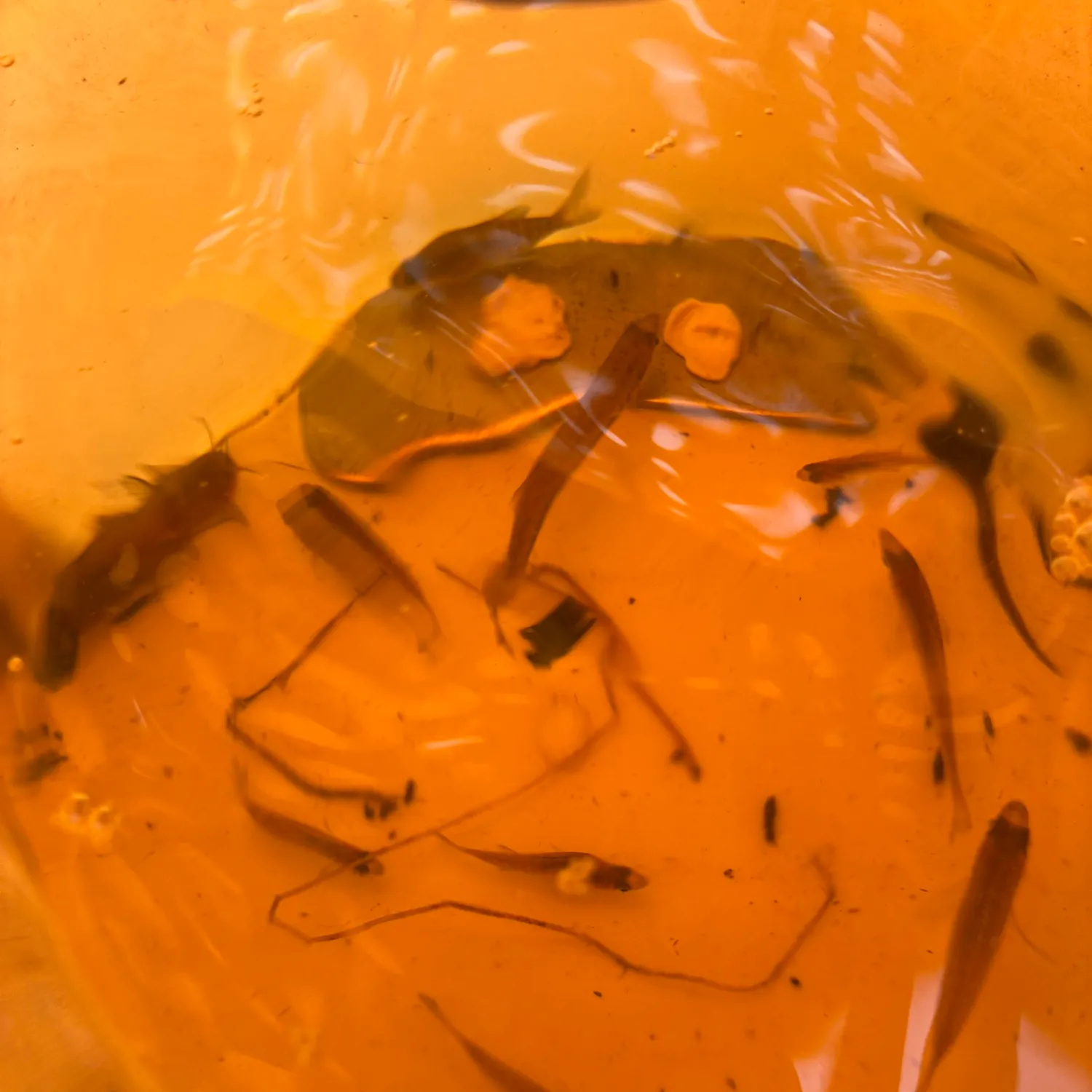 Fish caught on Fishbrain