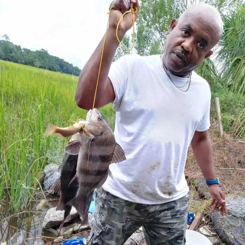 Black drum caught on Fishbrain