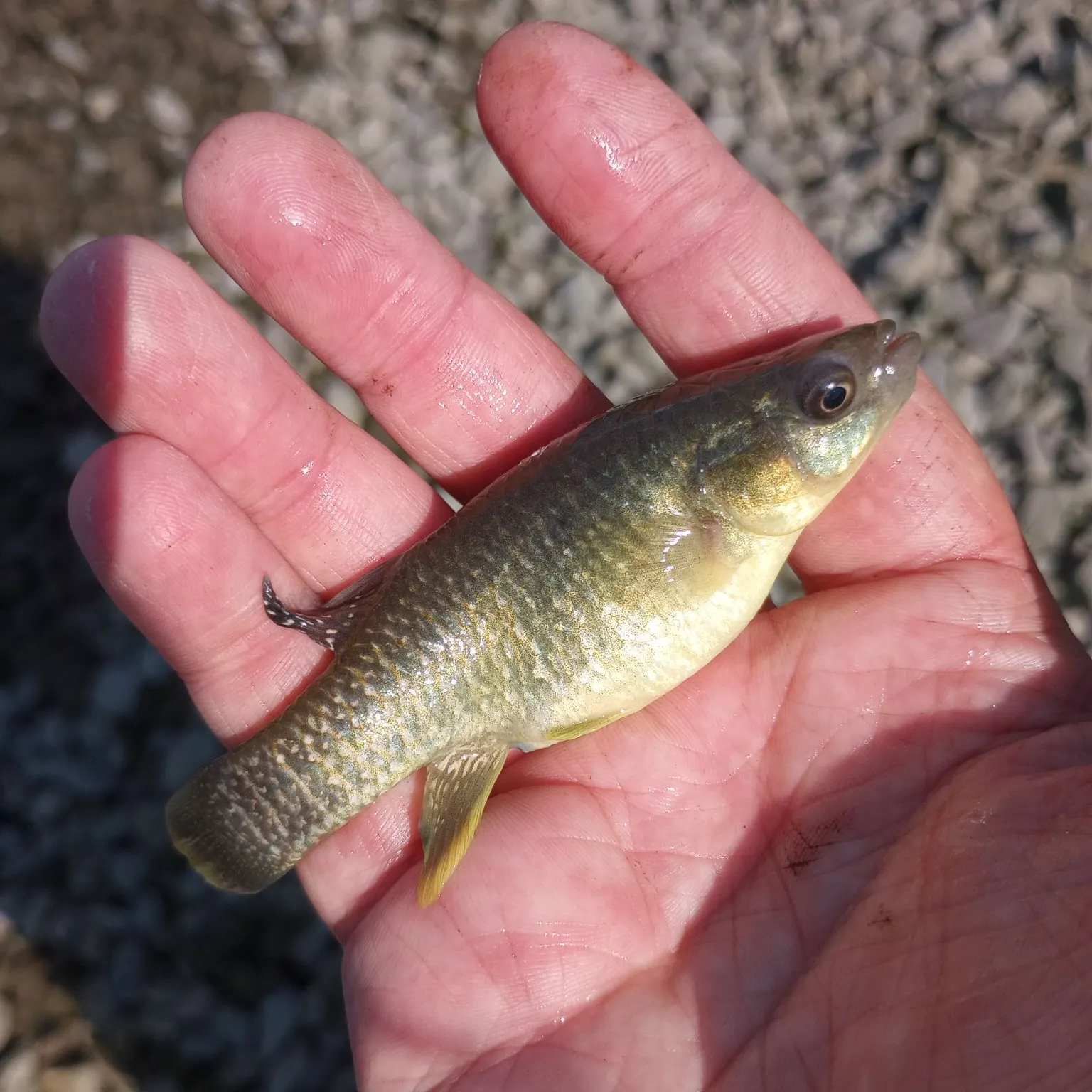 The most recent Mummichog catches on Fishbrain