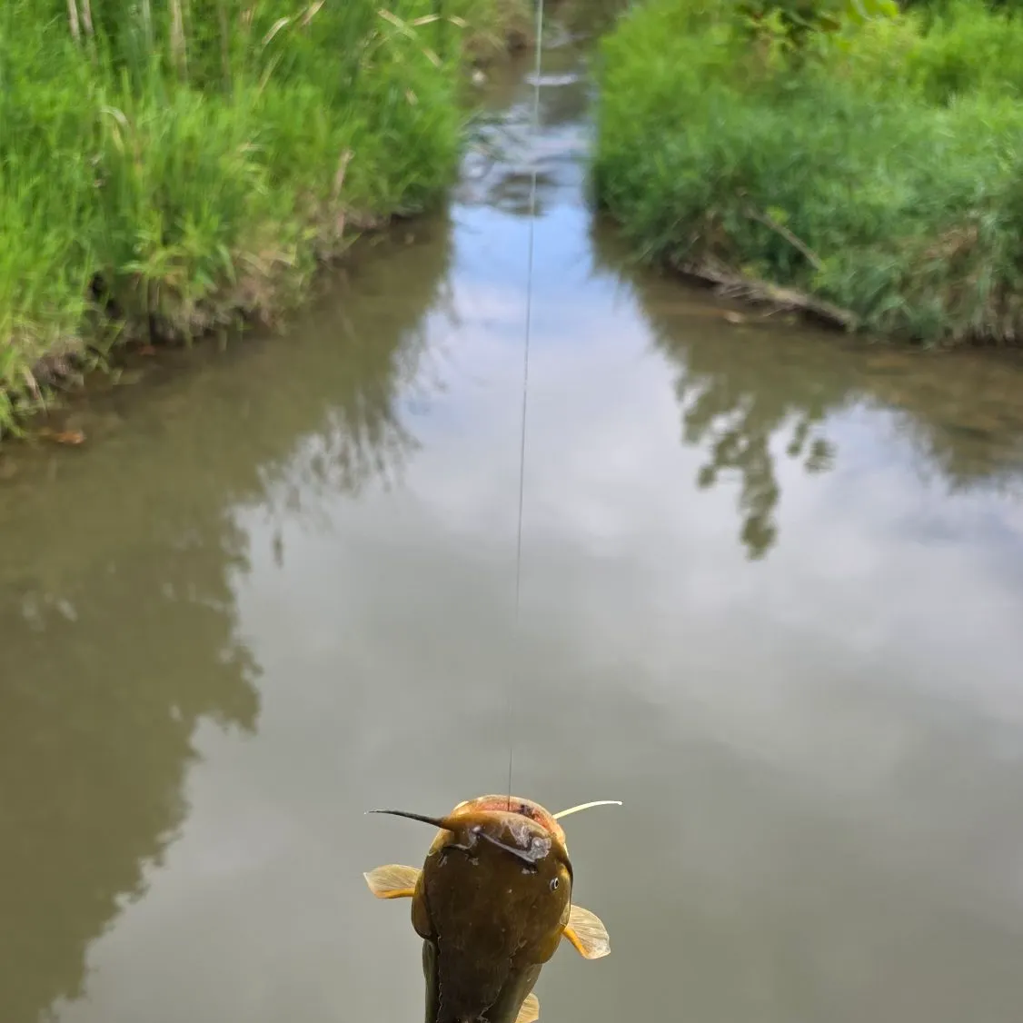 Yellow bullhead caught on Fishbrain