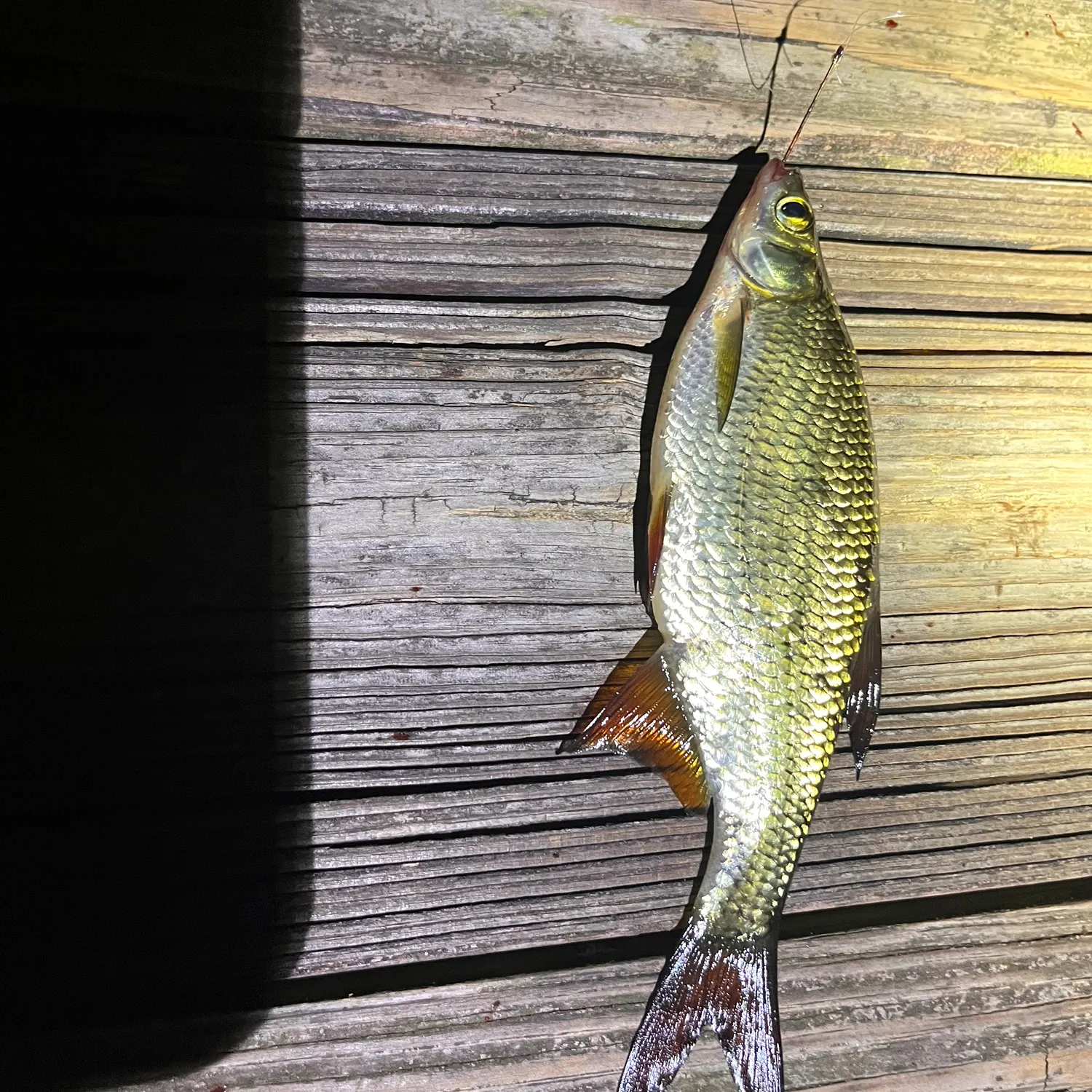 Golden shiner caught on Fishbrain