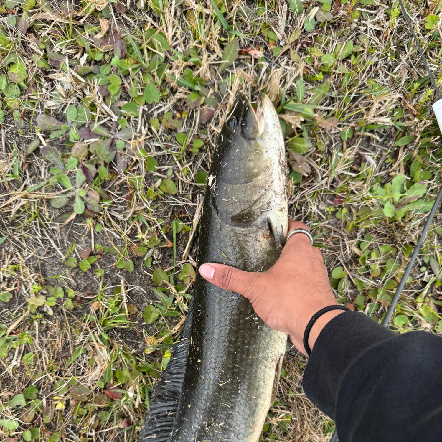 The most recent Ruddy bowfin catches on Fishbrain