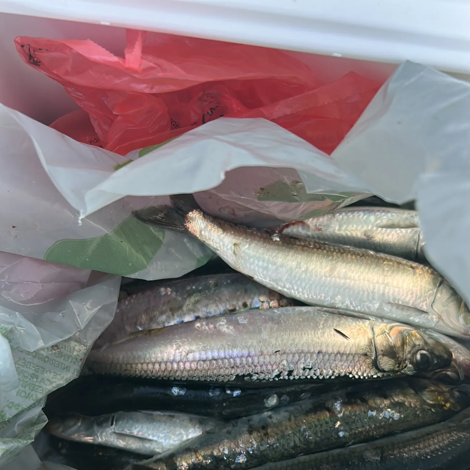The most recent Blue mackerel catches on Fishbrain