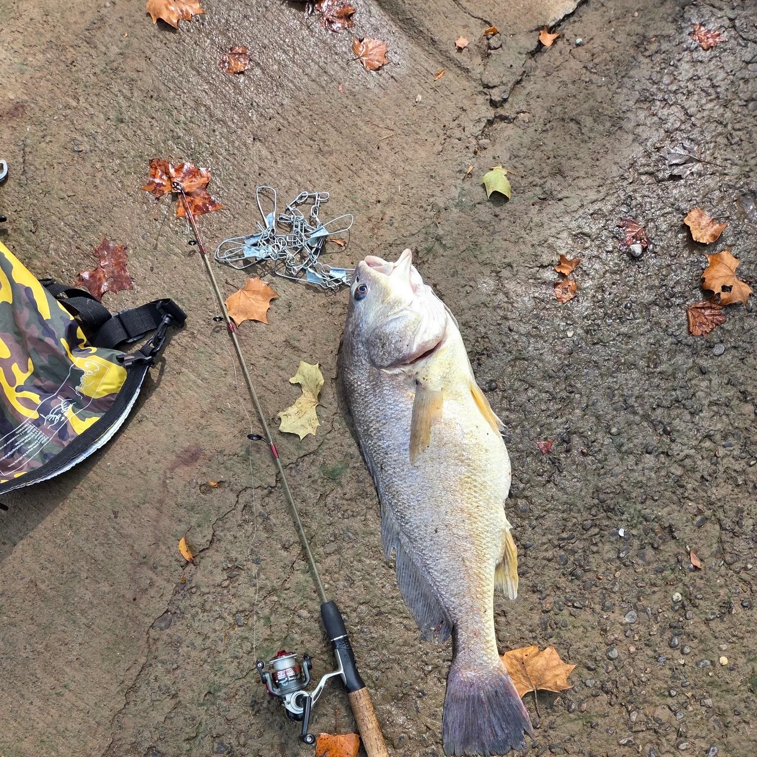 Freshwater drum caught on Fishbrain