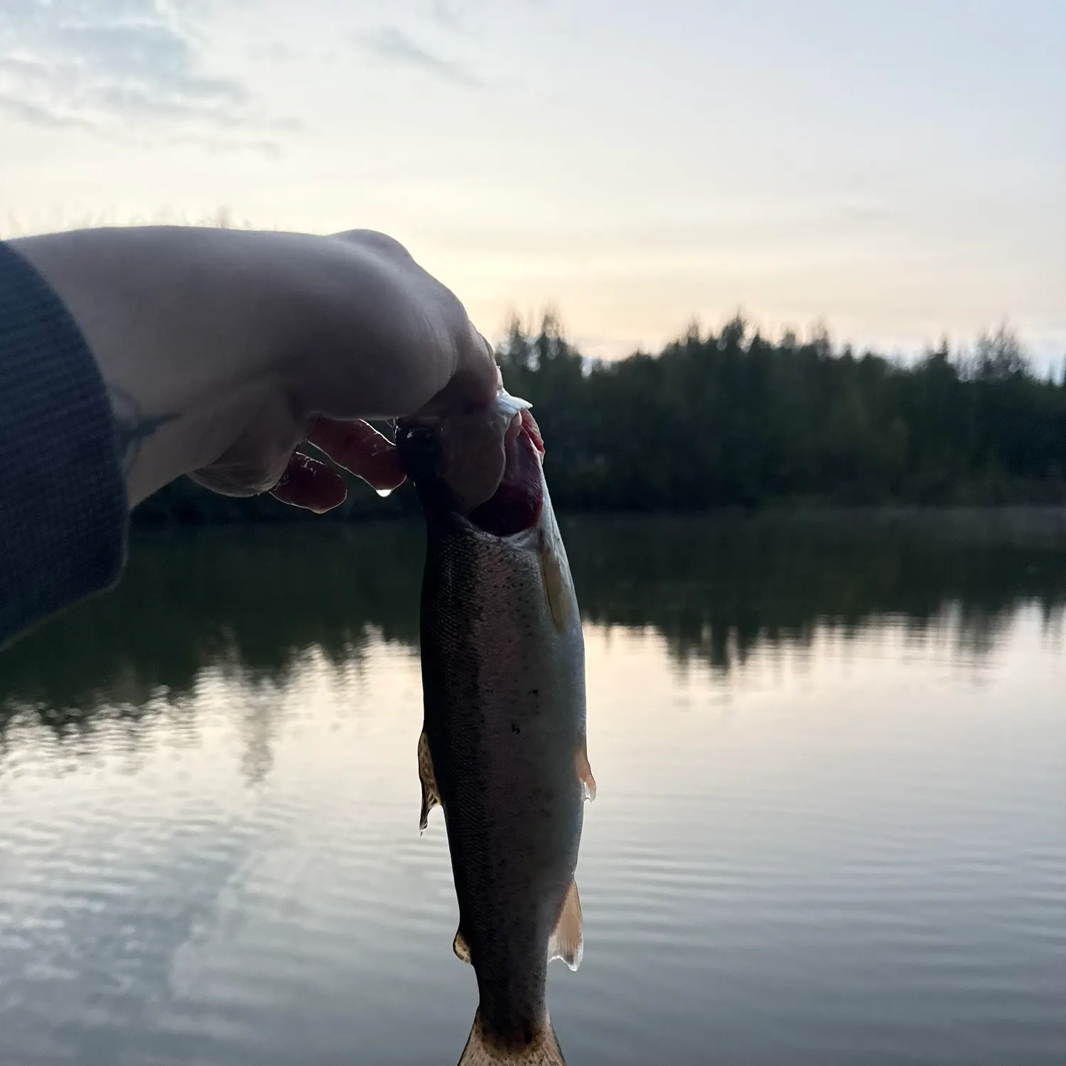 Rainbow trout caught on Fishbrain