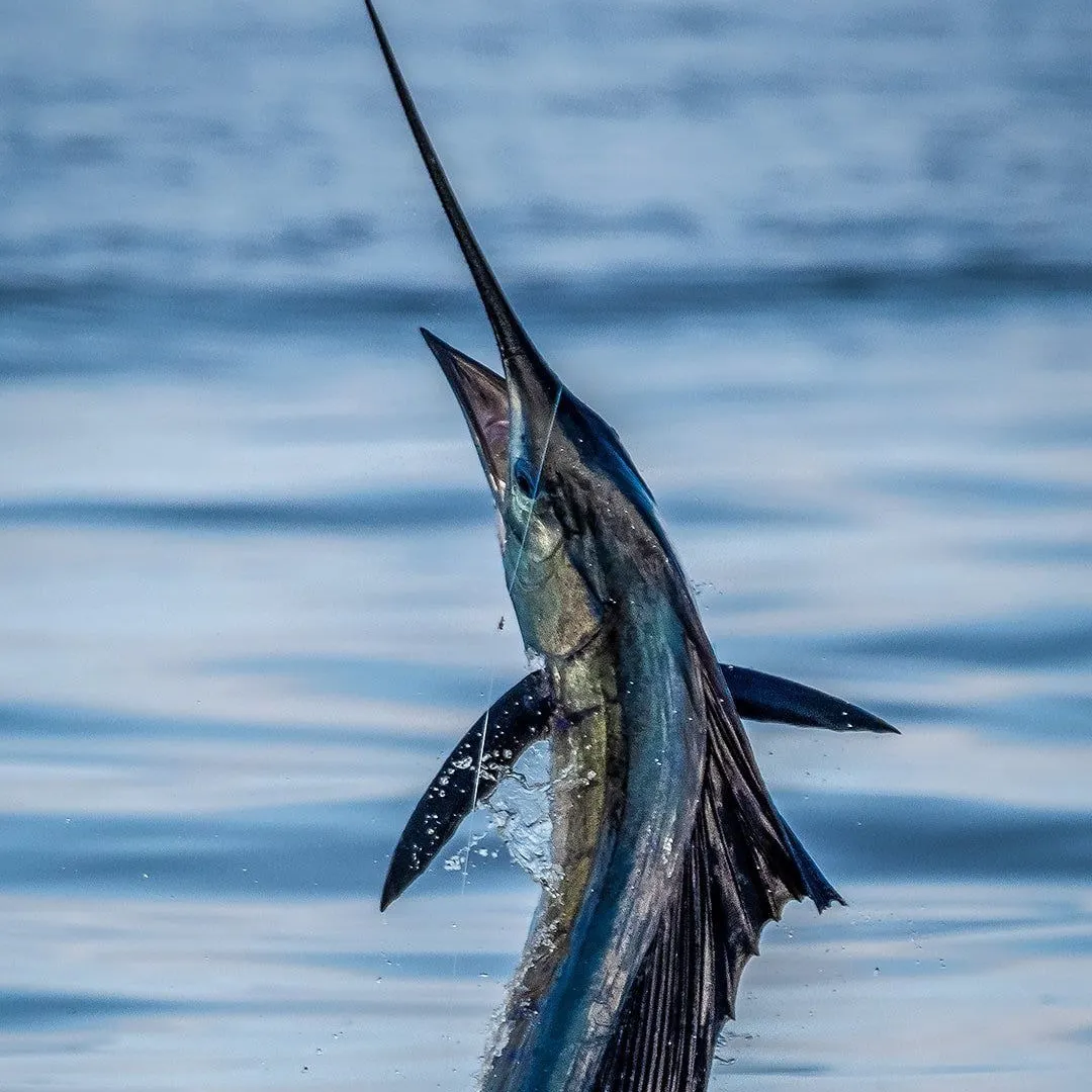 The most recent Indo-Pacific sailfish catches on Fishbrain