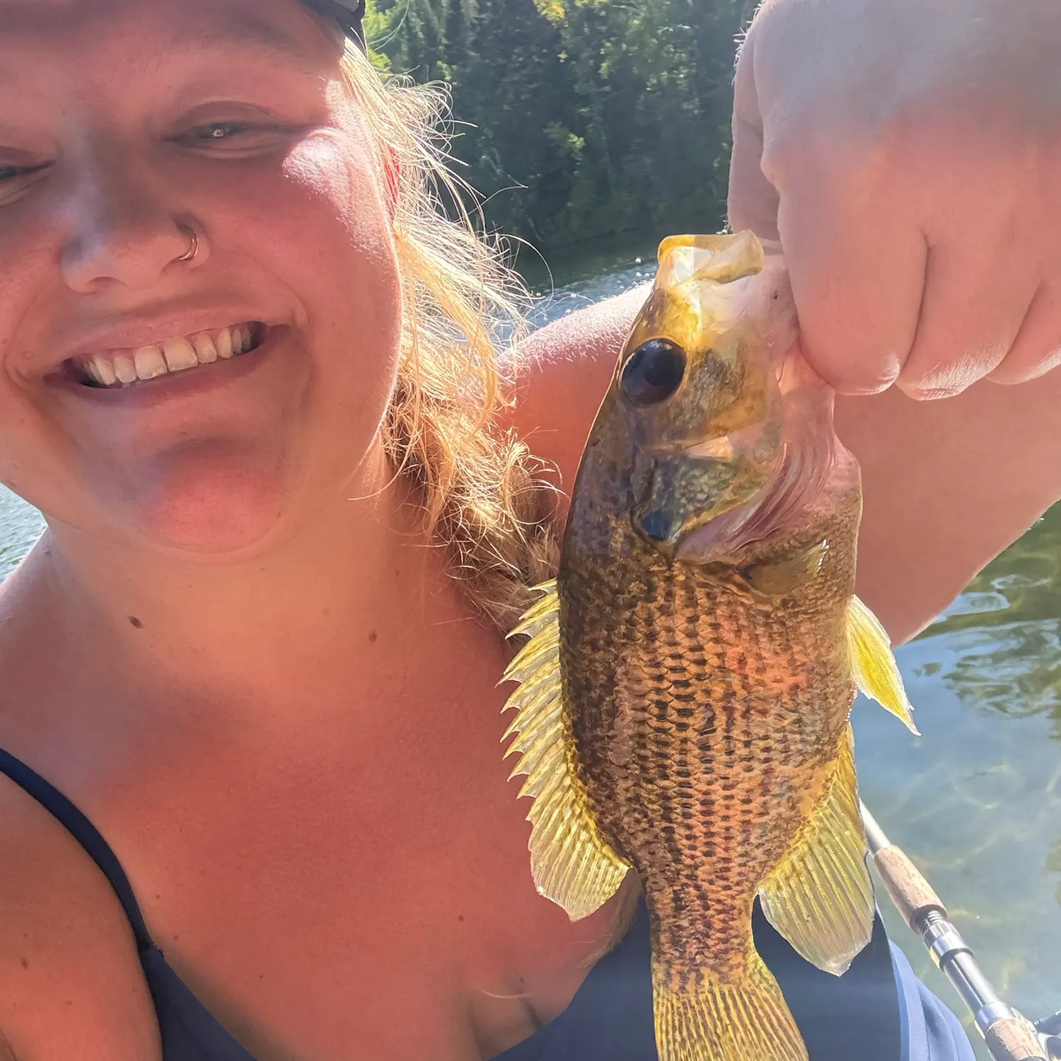 Rock bass caught on Fishbrain