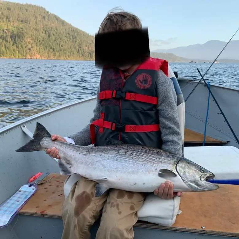 Chinook salmon caught on Fishbrain