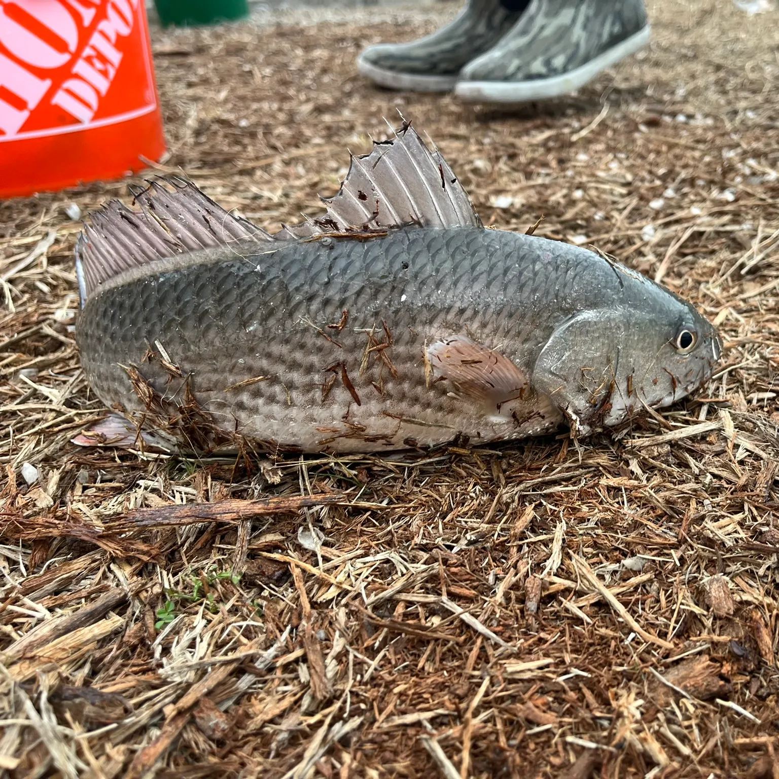 The most recent Red drum catches on Fishbrain