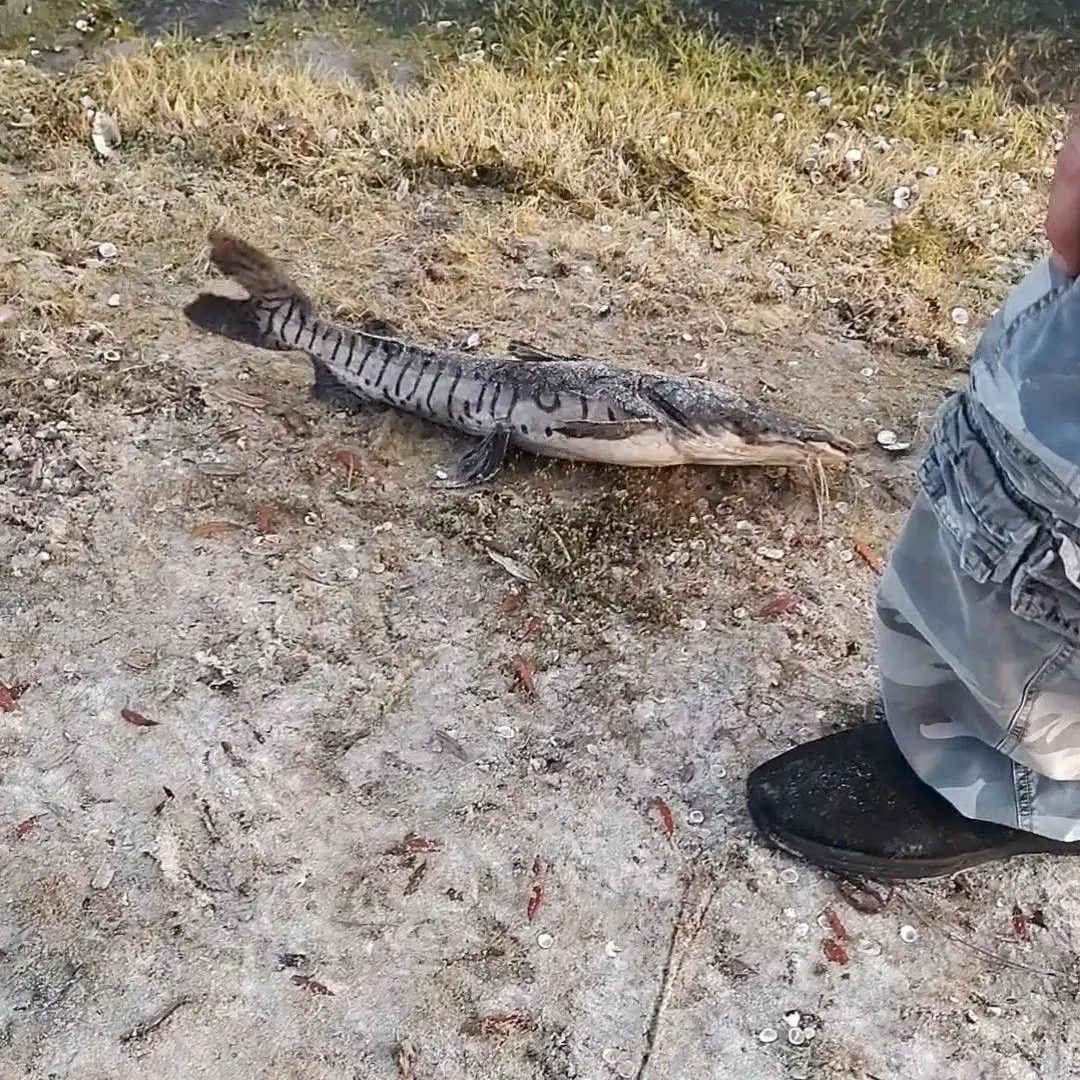 The most recent Tiger sorubim catches on Fishbrain