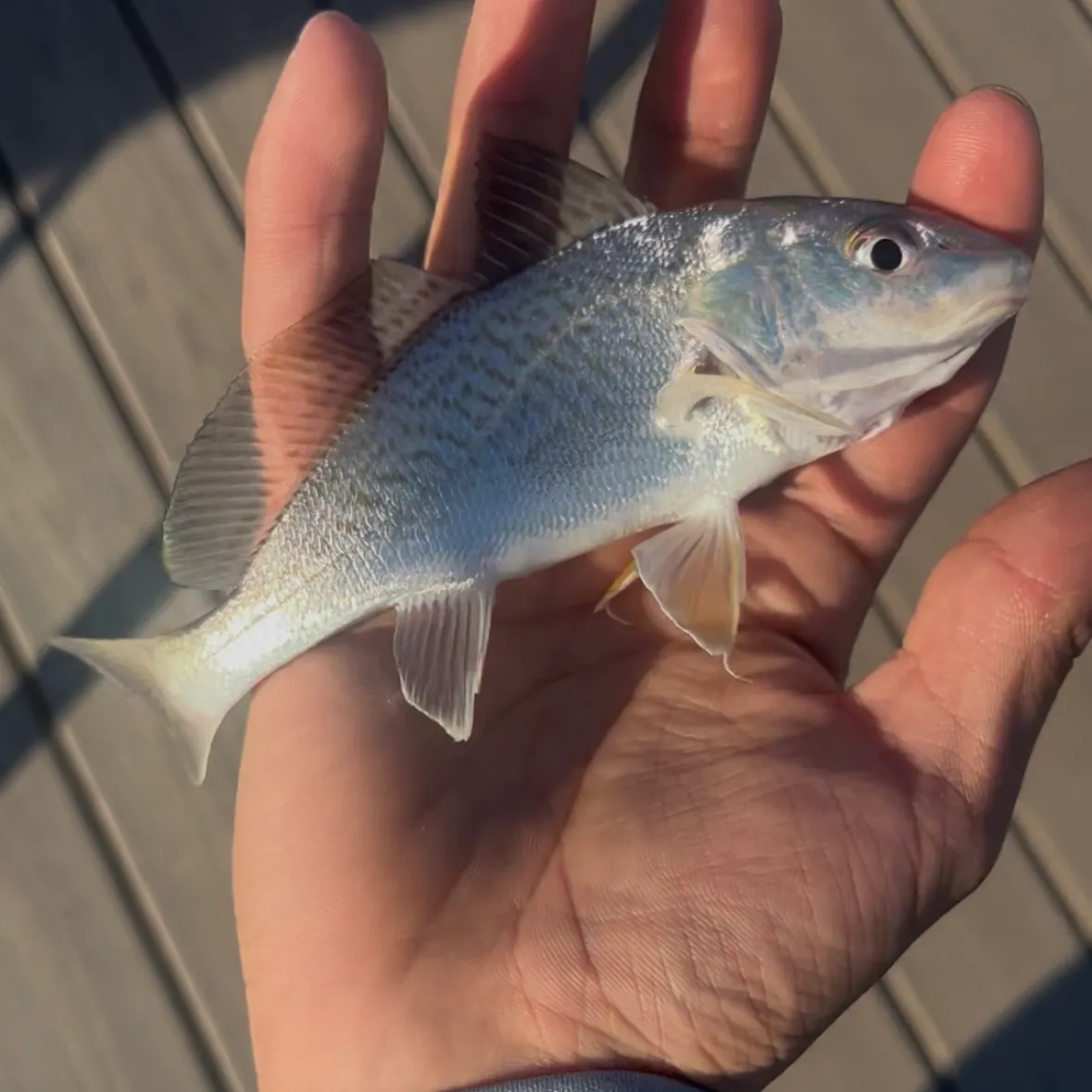 The most recent Atlantic croaker catches on Fishbrain