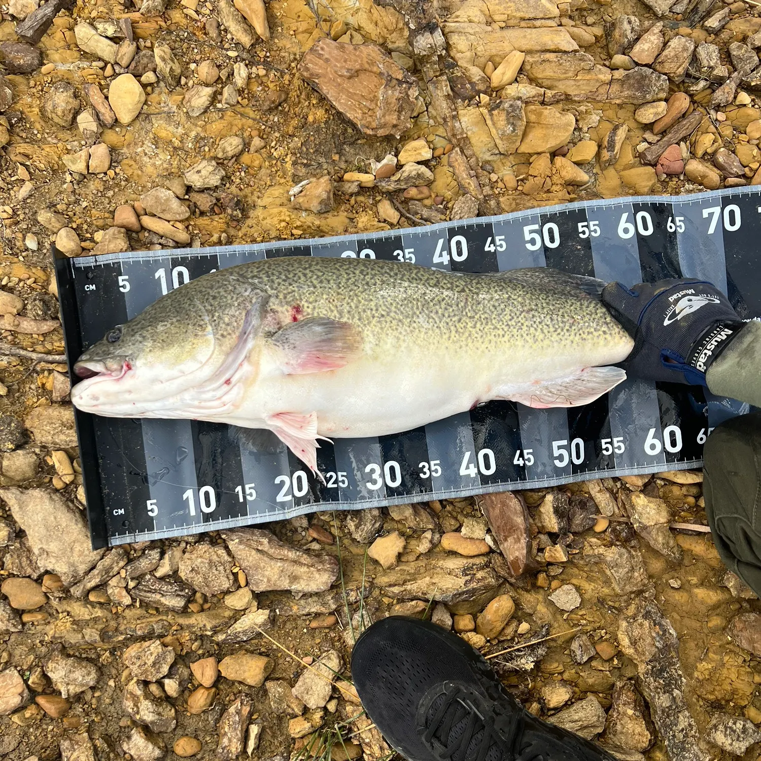 The most recent Murray cod catches on Fishbrain