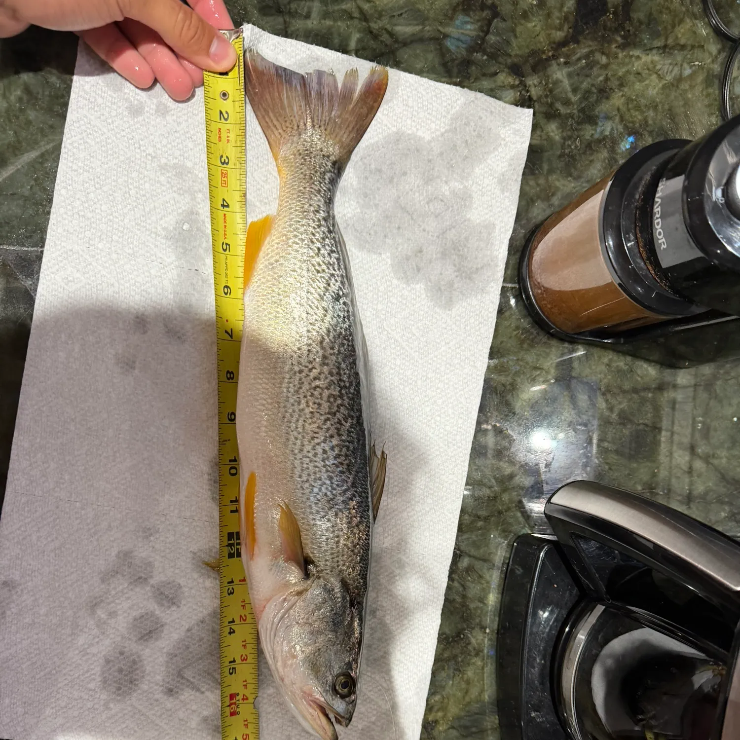 Gray weakfish caught on Fishbrain