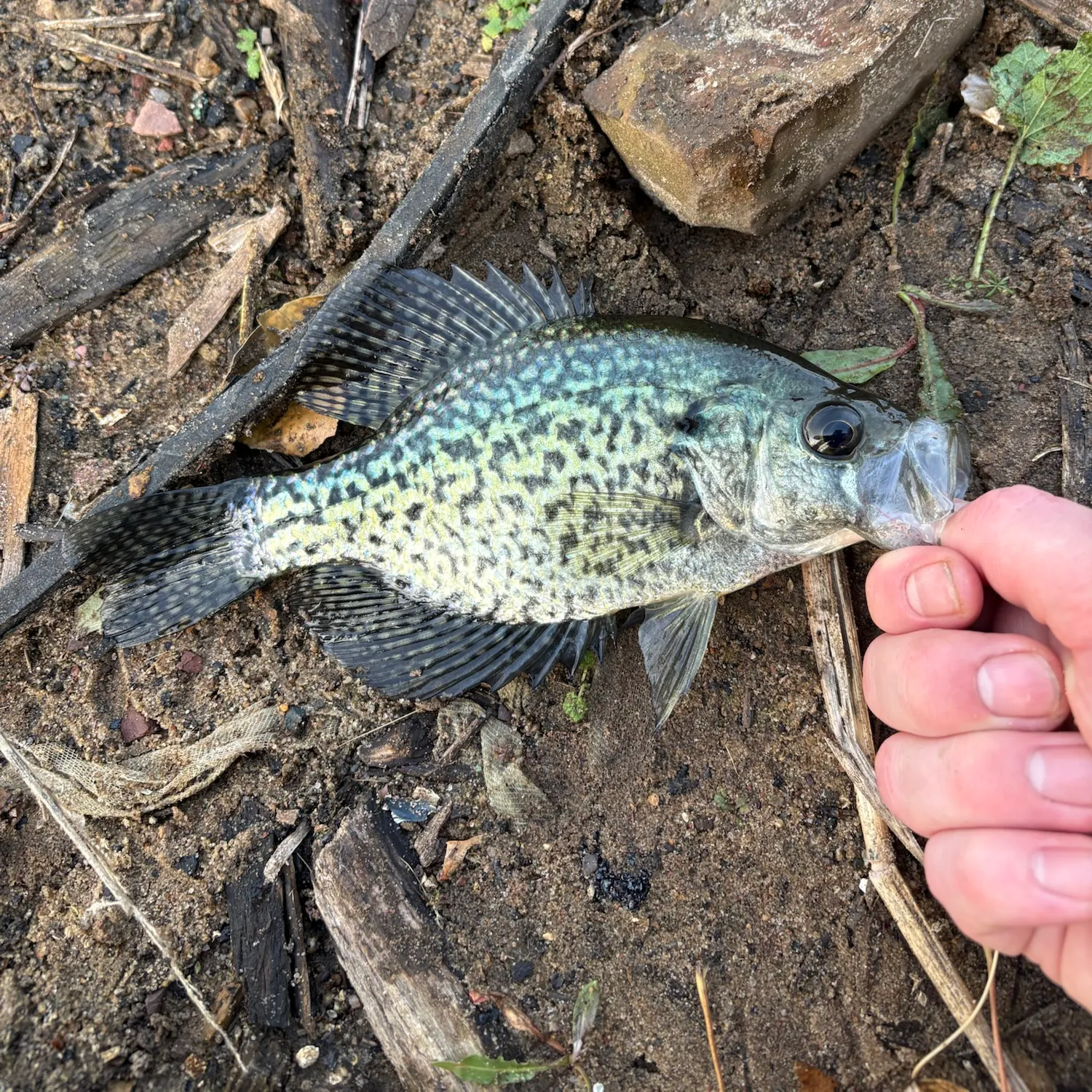 Black crappie caught on Fishbrain