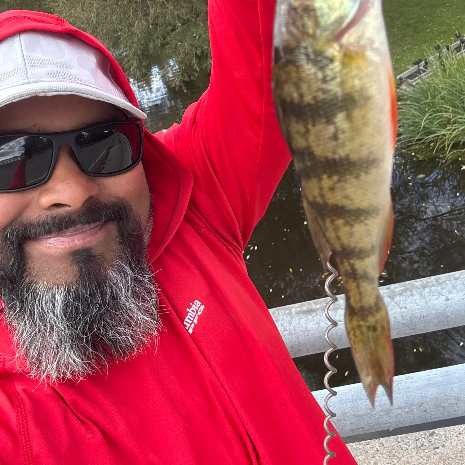 Yellow perch caught on Fishbrain