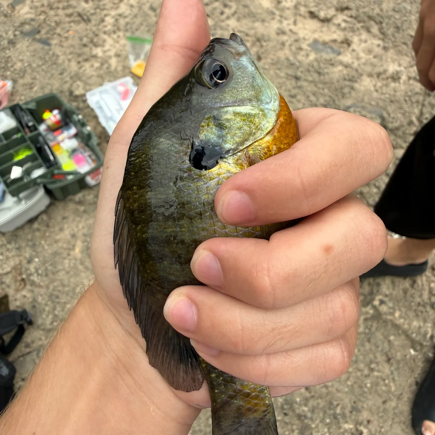Bluegill caught on Fishbrain