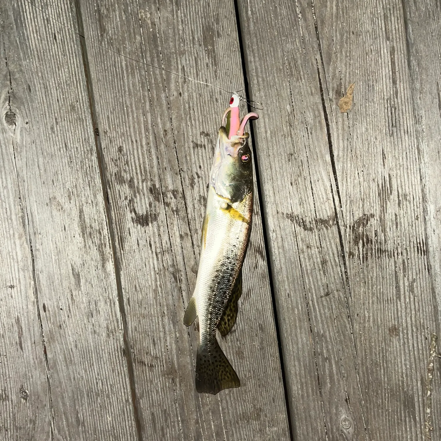 Spotted seatrout caught on Fishbrain