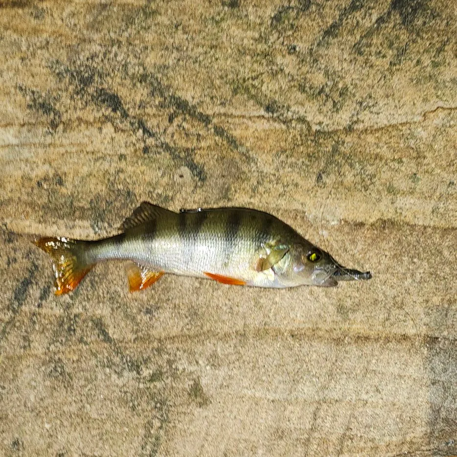 European perch caught on Fishbrain