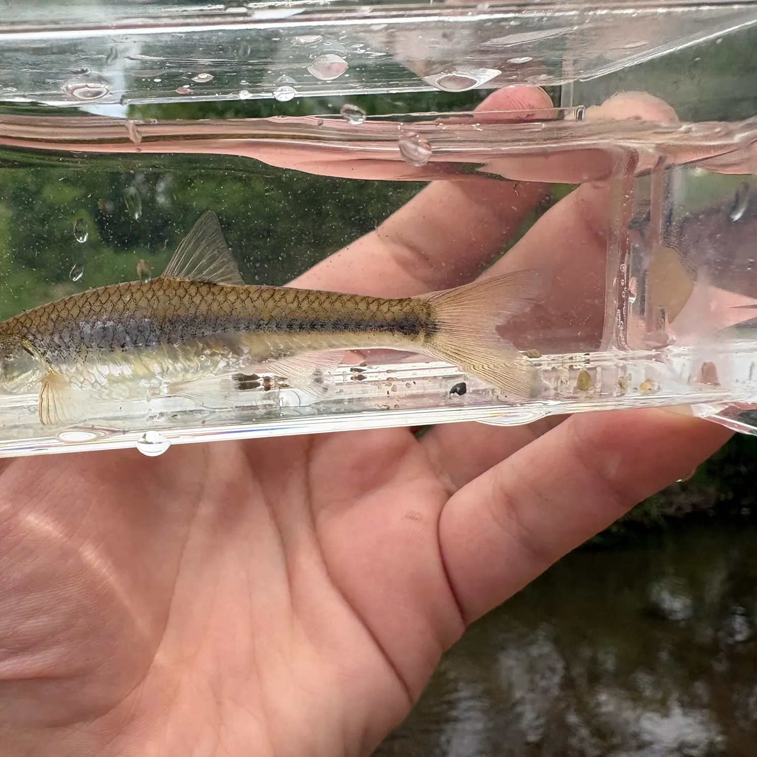 The most recent Sand shiner catches on Fishbrain