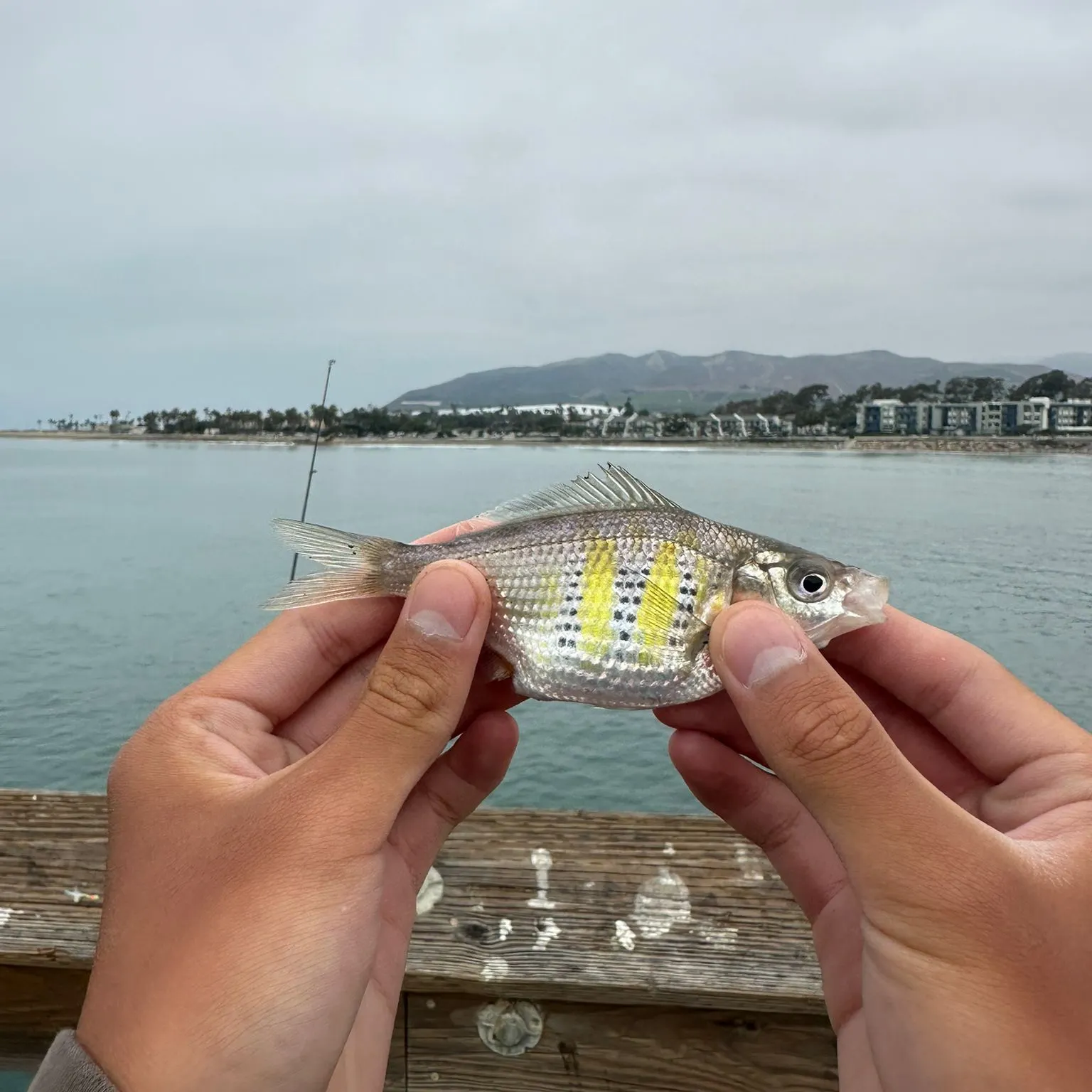 The most recent Shiner perch catches on Fishbrain
