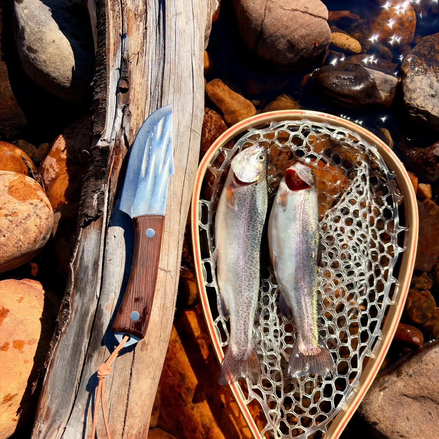 Rainbow trout caught on Fishbrain