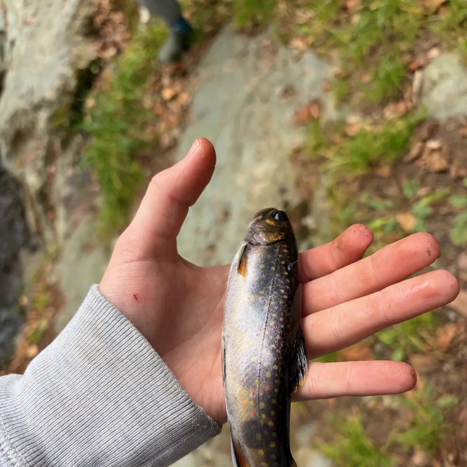 Brook trout caught on Fishbrain