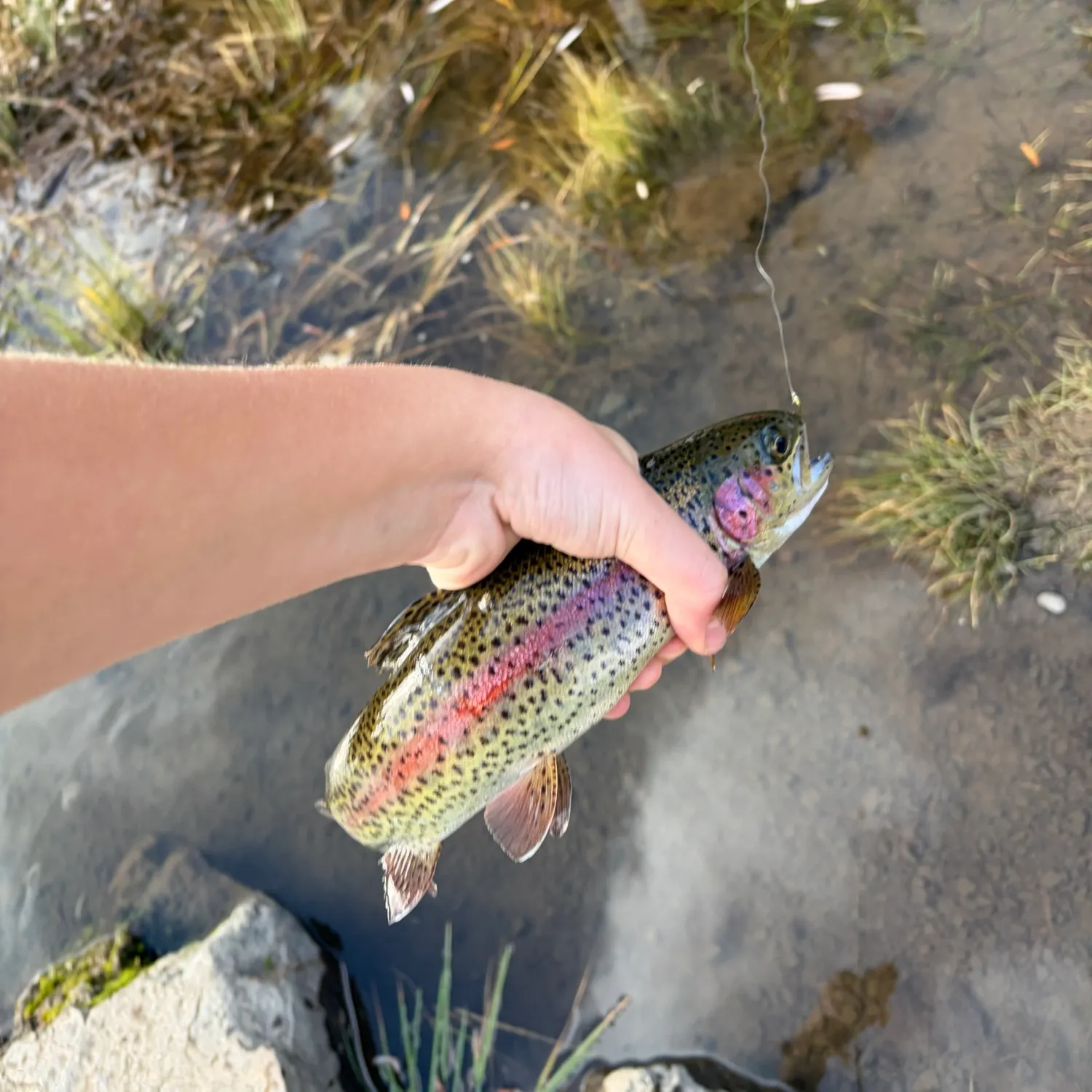 Rainbow trout caught on Fishbrain
