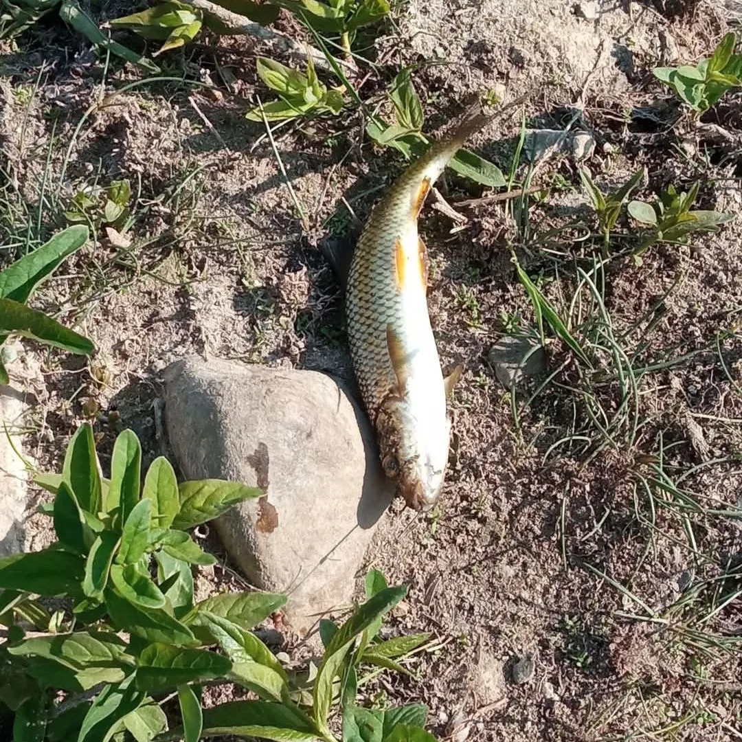 The most recent Ide catches on Fishbrain