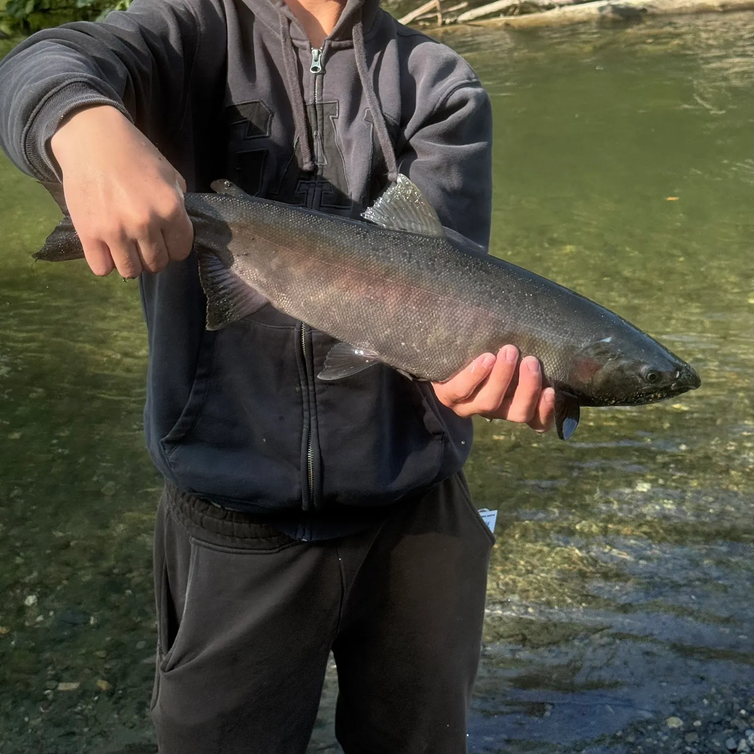 Coho salmon caught on Fishbrain