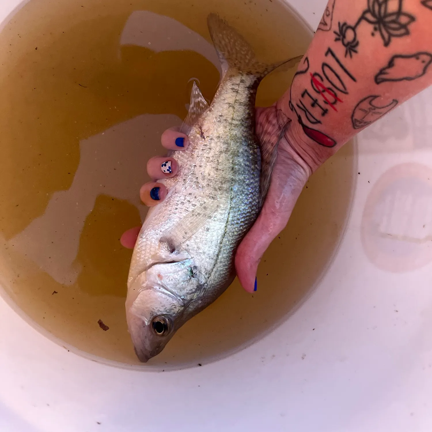 recently logged catches