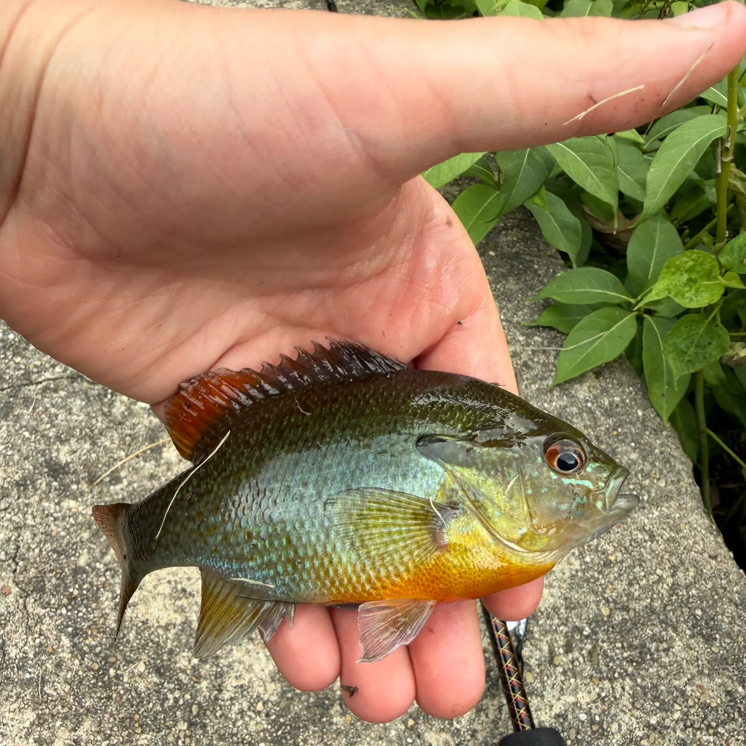 Redbreast sunfish caught on Fishbrain