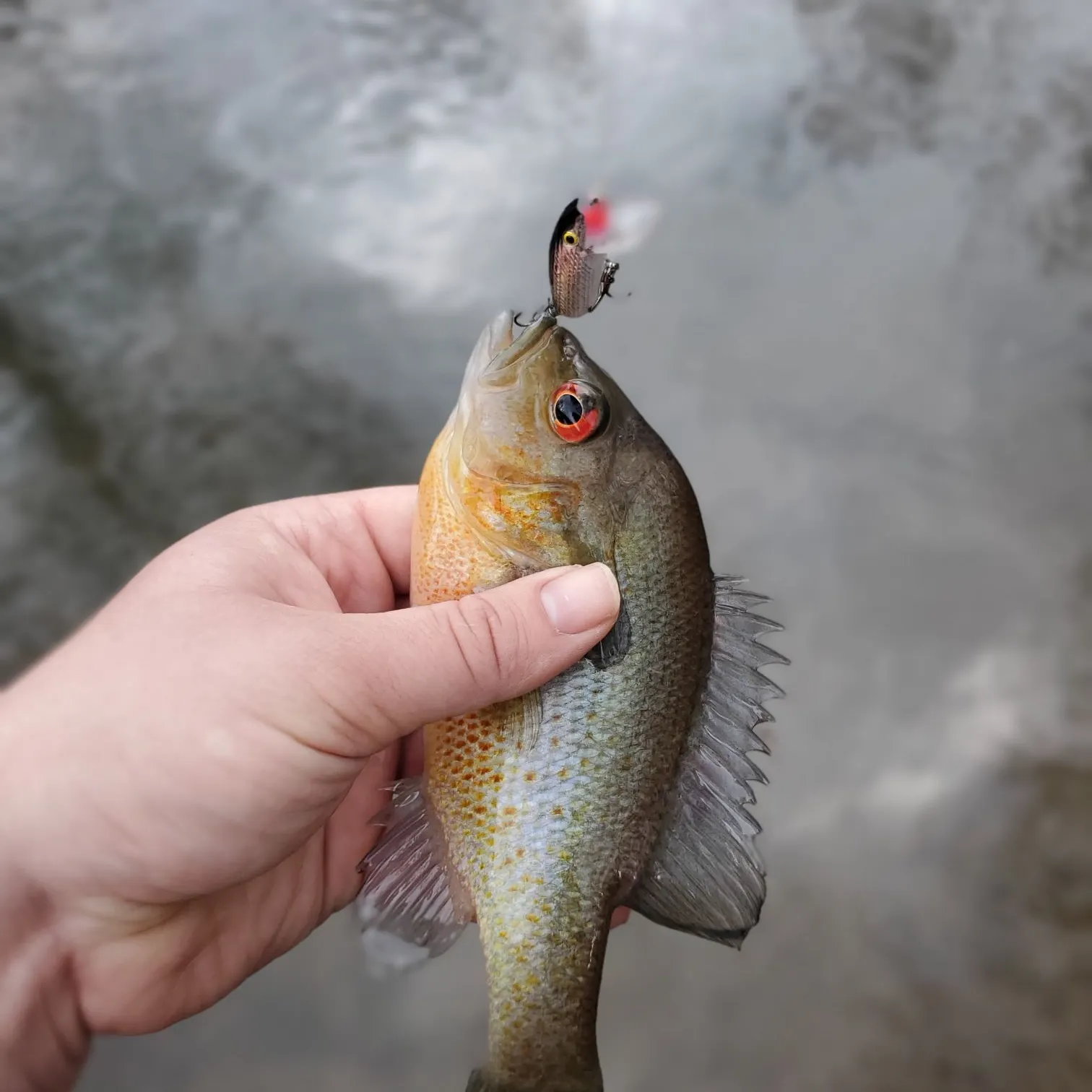 The most recent Redbreast sunfish catches on Fishbrain