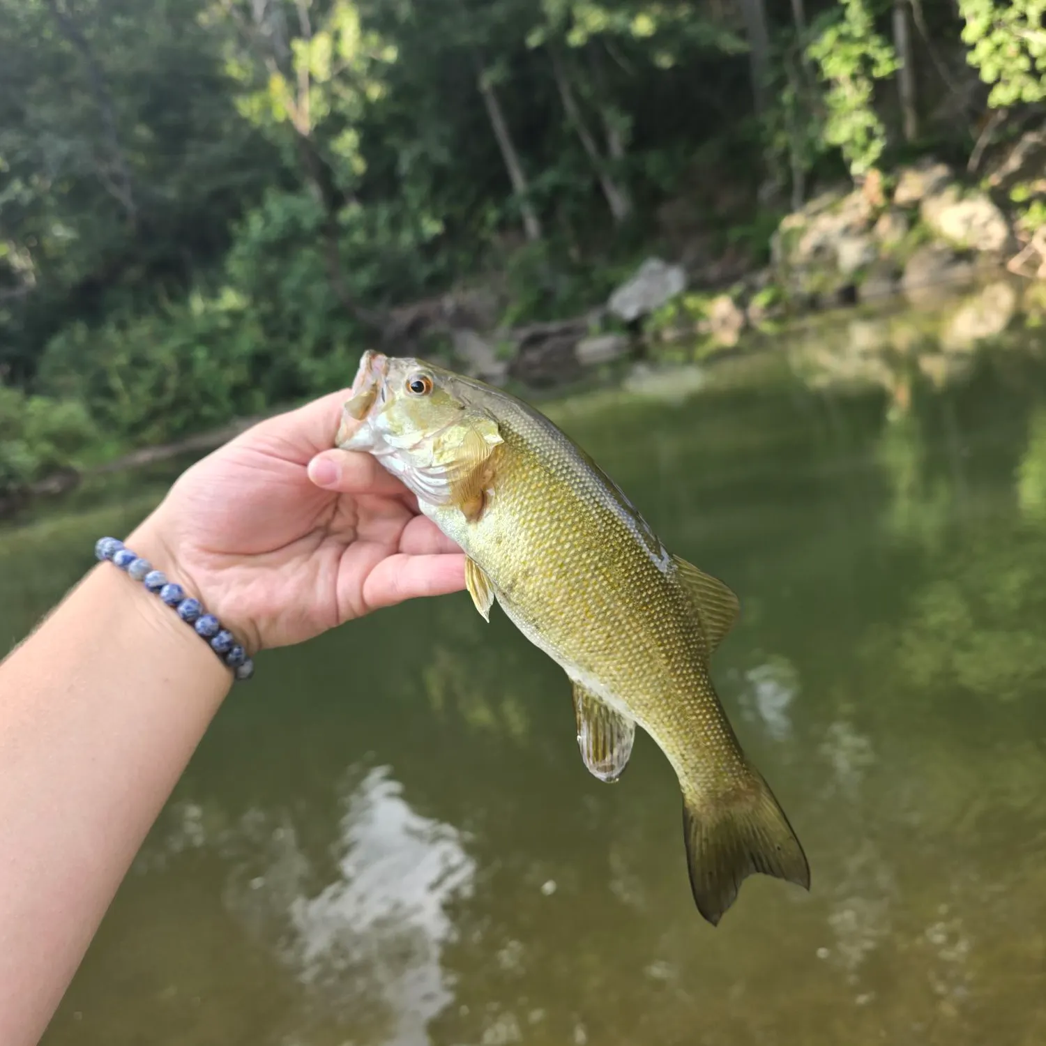 Smallmouth bass caught on Fishbrain