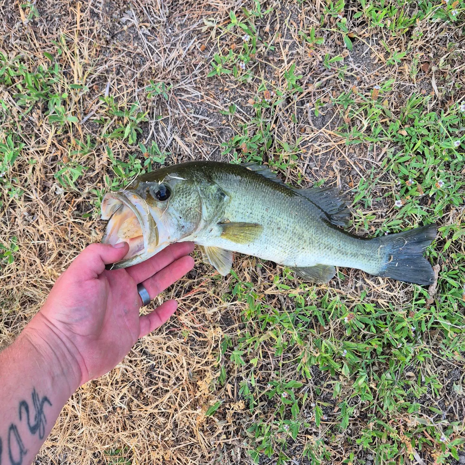 Fish caught on Fishbrain
