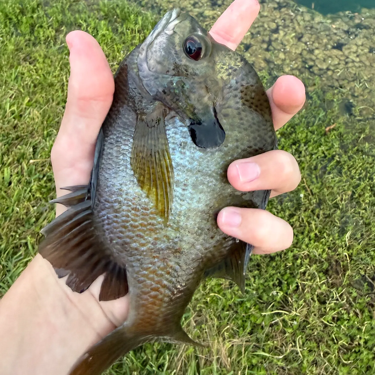 Coppernose bluegill caught on Fishbrain