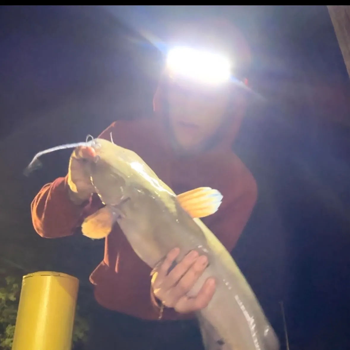 Fish caught on Fishbrain