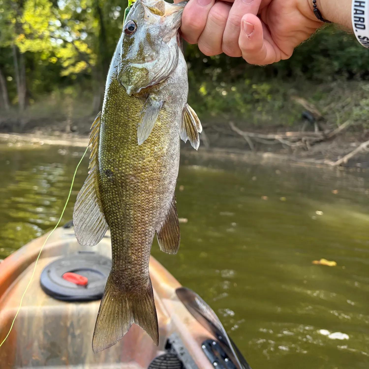 Smallmouth bass caught on Fishbrain