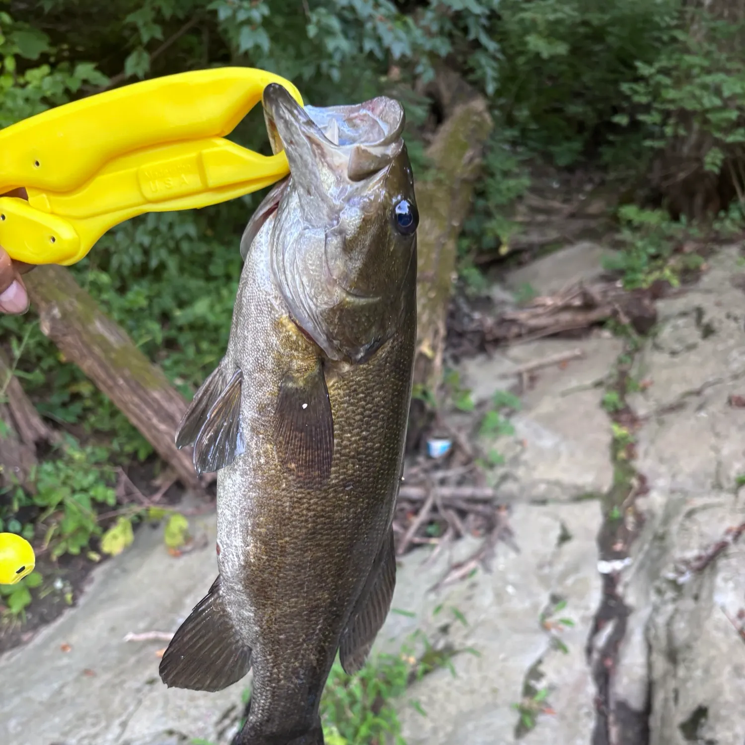 Smallmouth bass caught on Fishbrain