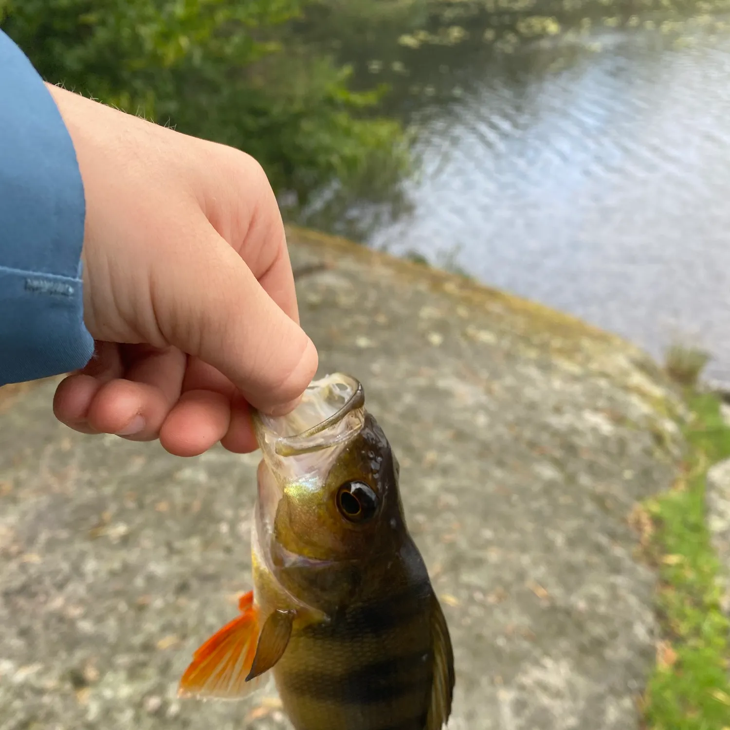 European perch caught on Fishbrain