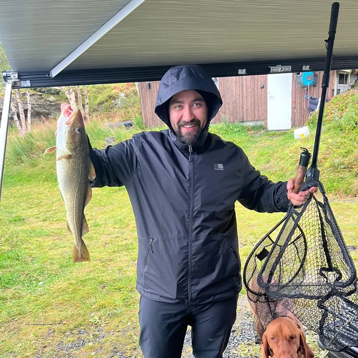 Atlantic cod caught on Fishbrain