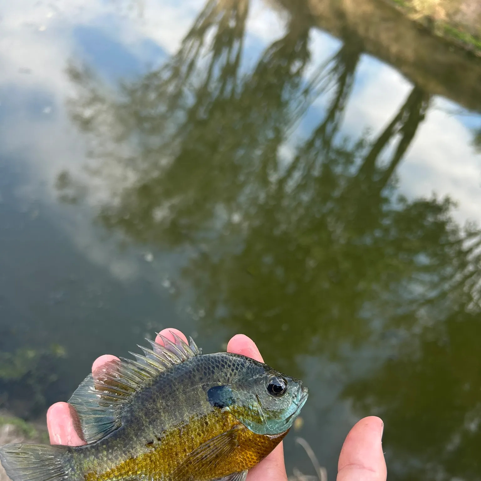 The most recent Bluegill catches on Fishbrain