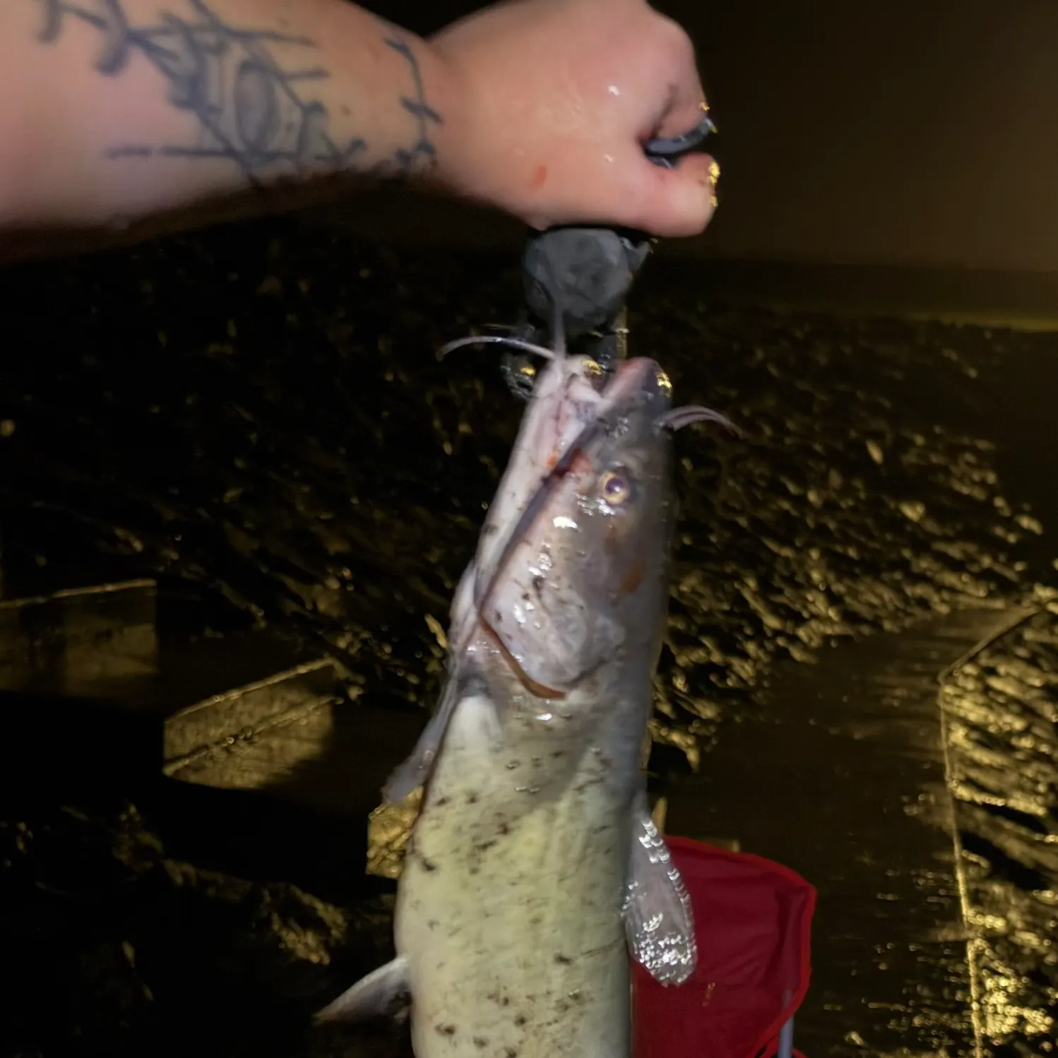 Blue catfish caught on Fishbrain
