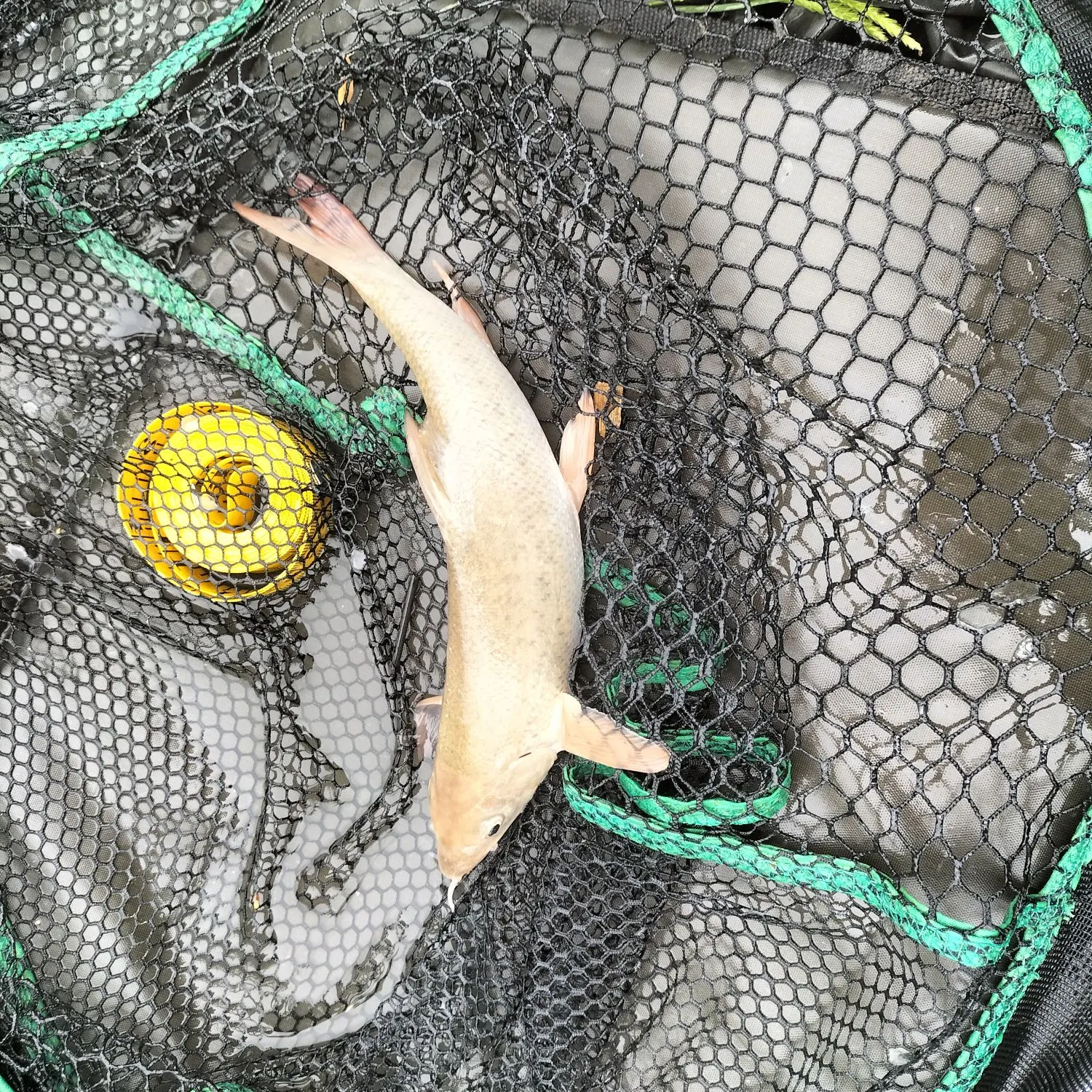 most liked catch image