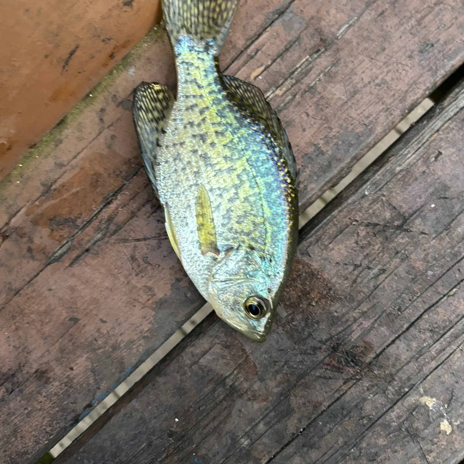 Black crappie caught on Fishbrain