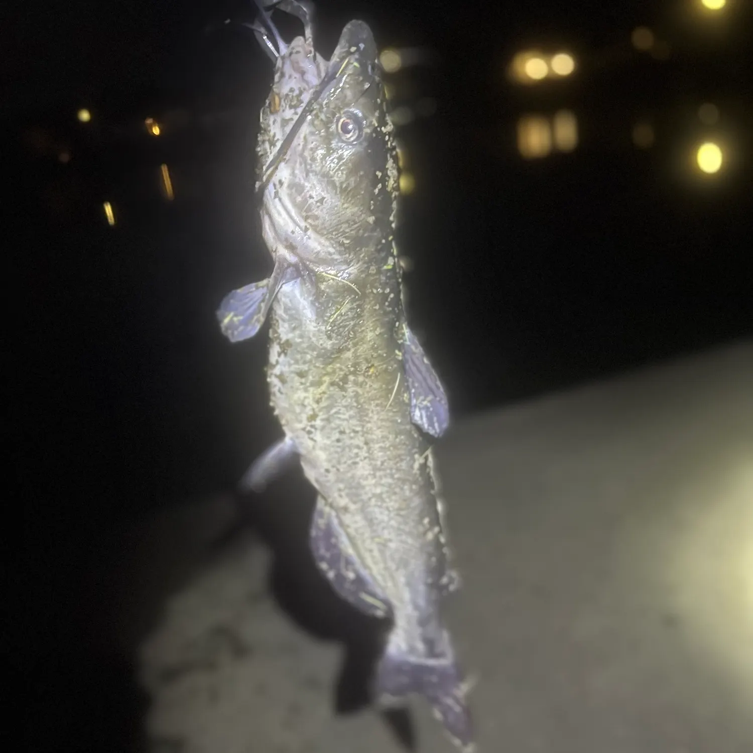 Channel catfish caught on Fishbrain