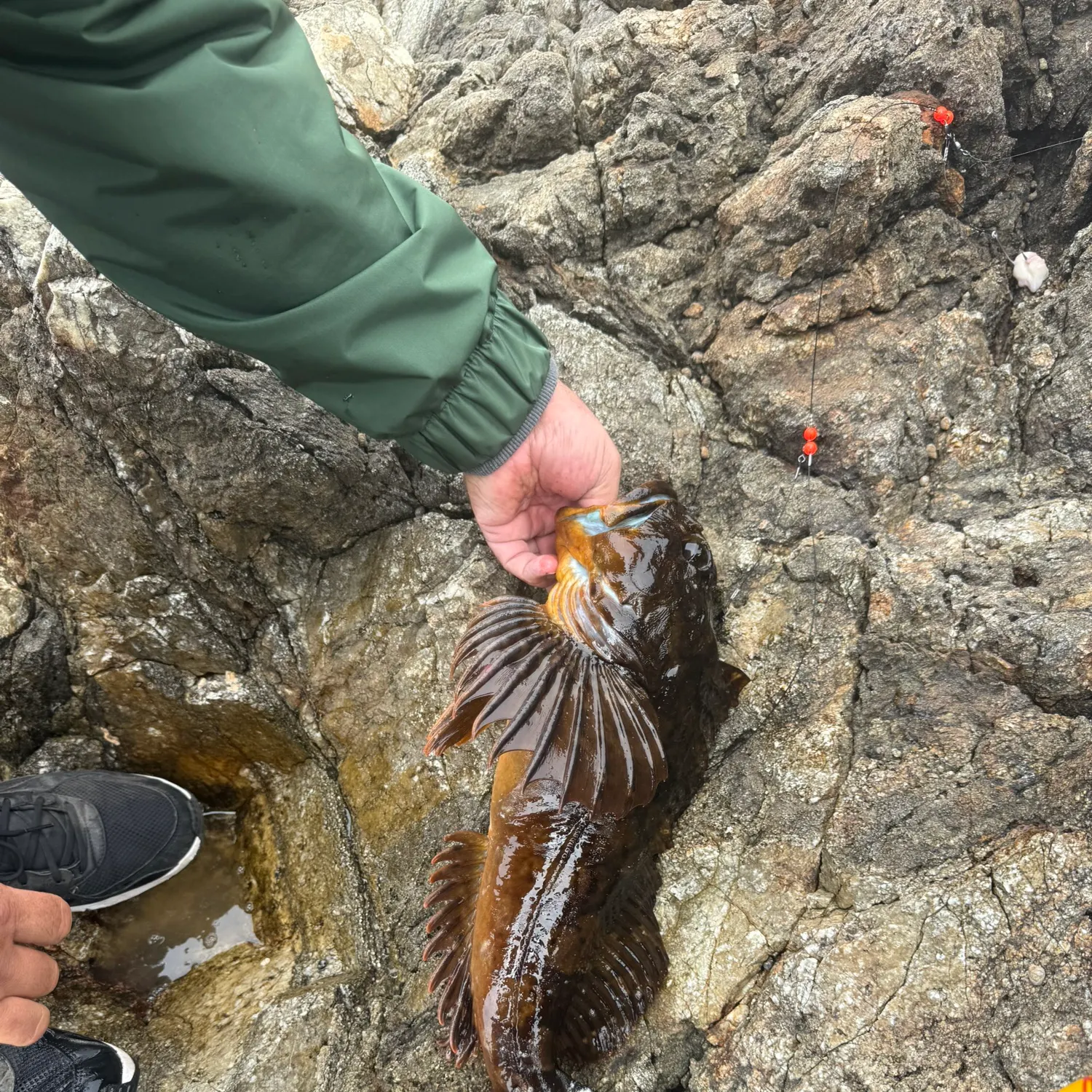 The most recent Cabezon catches on Fishbrain