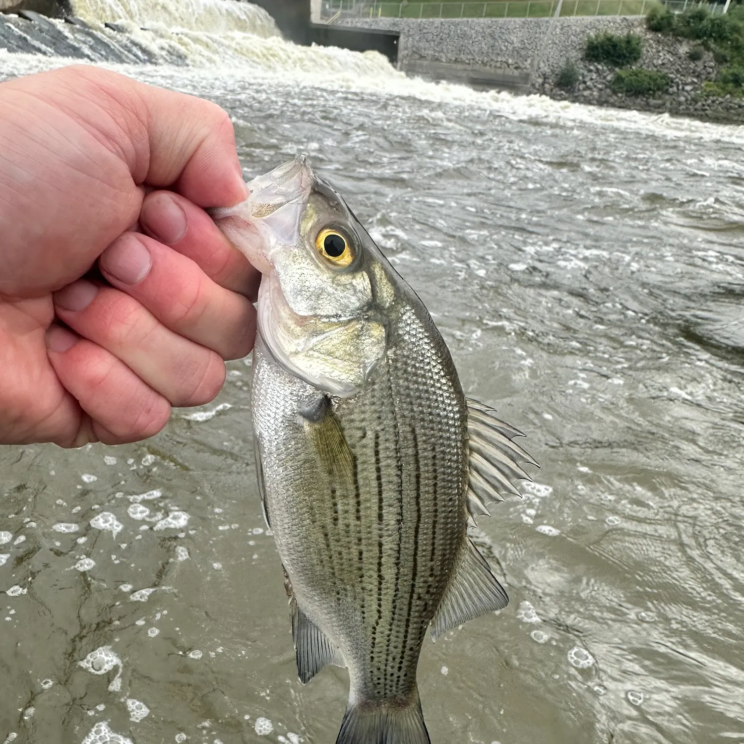 White bass caught on Fishbrain