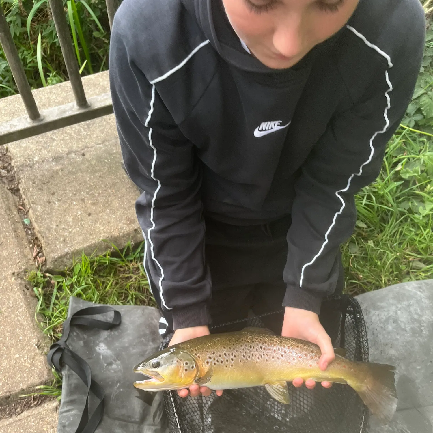 Brown trout caught on Fishbrain